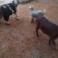 دوعددبزغالهچاقواسهشبچله|حیوانات مزرعه|الشتر, |دیوار