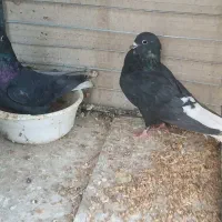 جفت کلاغ دم سفید کلایی