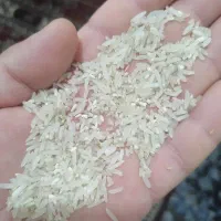 میان باری و نیم دانه