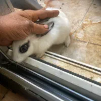 خرگوش