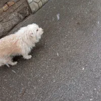 سگ شناسنامه دارشیتزو|سگ|سبزوار, قلعه‌نو دهزار|دیوار