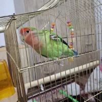 طوطی برزیلی|پرنده|ارومیه, |دیوار