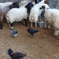 بره نر|حیوانات مزرعه|شباب, |دیوار