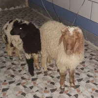 بره نر و ماده گوسفند