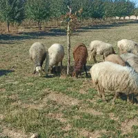 فروش میش داشتی.|حیوانات مزرعه|وردشت, |دیوار