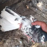 شهری ماده|پرنده|آبپخش, |دیوار