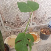 گل و گیاه|گل و گیاه طبیعی|زابل, |دیوار