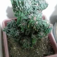 گل کاکتوس بن سای|گل و گیاه طبیعی|شیراز, آزادگان|دیوار