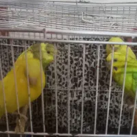 مرغ عشق ۶ عدد دو تاش ی هفته است از تخم در امده|پرنده|هیر, |دیوار