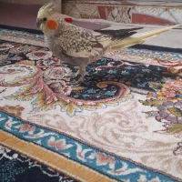 عروس هلندی|پرنده|علیآباد کتول, |دیوار