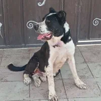 سگ نگهبان|سگ|احمدآبادمستوفی, |دیوار