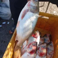 ماهی قزل تازه