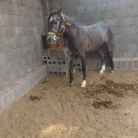 اسب نیله|اسب و تجهیزات اسب‌سواری|شبانکاره, |دیوار