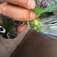 طوطی گرینچیک پاید رنگ خاص|پرنده|اصفهان, جلفا|دیوار