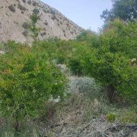 فروش-یک-باغ-بزرگ