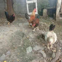 خروس گلپایگان|پرنده|رشت, فلسطین|دیوار