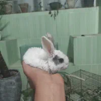 خرگوش لوپ|موش و خرگوش|حمیدیا, |دیوار