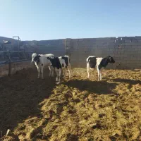 گوساله ماده