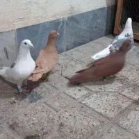 کبوتر جفتی رنگی