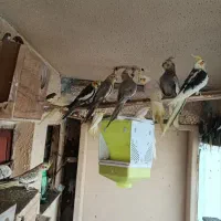 عروس هلندی های درشت سالم و سرحال