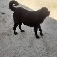 سگ روزگاری اصل جنس