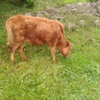 گوساله دورگ