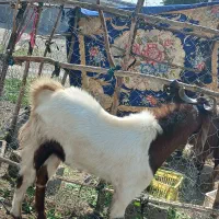 نری|حیوانات مزرعه|رودان, |دیوار