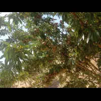 بادام درختی