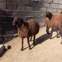 قوچ همو|حیوانات مزرعه|ماهنشان, |دیوار