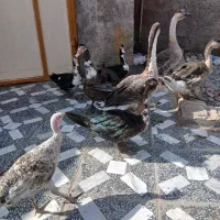 قوغاز و اردک خارجی|حیوانات مزرعه|کرباسک, |دیوار
