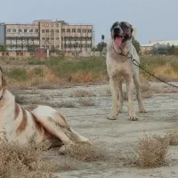 سگ گله خراسانی|سگ|مشهد, کلاته برفی|دیوار