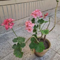 گل شمعدانی و کاکتوس