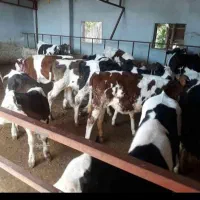 شیرخواروخوراک خور