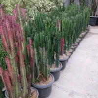 خدمات باغبانی صفر تا صد|خدمات باغبانی و درختکاری|کرج, فاز ۴ مهرشهر|دیوار