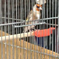 سهره جوجه قفس