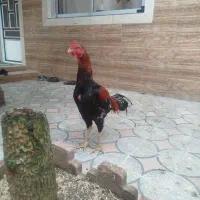 خروس لاری اصل