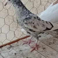  جیر|پرنده|قم, شاه سید علی|دیوار