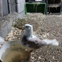 کبوتر|پرنده|تالش, هشتپر|دیوار