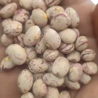 لوبیا چیتی درجه یک تازه|خوردنی و آشامیدنی|شیراز, آزادی|دیوار