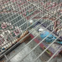 مرغ عشق|پرنده|لاران, |دیوار