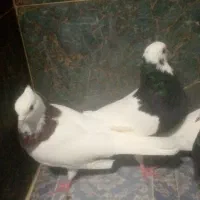 هفت عددکبوترطوقی بفروش میرسند|پرنده|چابهار, |دیوار