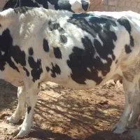 گاو دو ماه ابستن