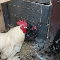 مرغ و خروس کوشین