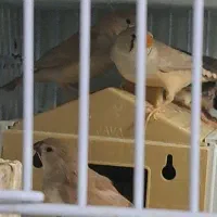 فنچ کینگ|پرنده|پاکدشت, پاکدشت (مامازند)|دیوار