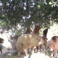 گوسفند . بره . بز . قوچ کردی ناب ناب|حیوانات مزرعه|اندیمشک, |دیوار