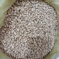 لوبیا چیتی محلی