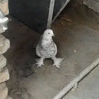 کبوتر دورگه|پرنده|ساری, |دیوار