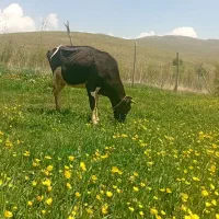 فروش گاو دورگ ابستن سنگین