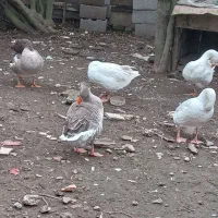 پنج عدد غاز بالغ یکساله تخم گذار|حیوانات مزرعه|آستانه اشرفیه, |دیوار