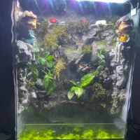 آکواریوم|ماهی|تهران, آهنگ|دیوار